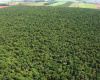 Ativo florestal atrai investimento internacional e contribui para movimentao milionria