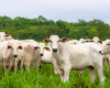 MT bate recorde histrico com abate de 627 mil cabeas de gado em maio